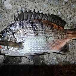 クロダイ