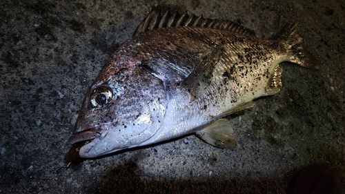 キチヌの釣果