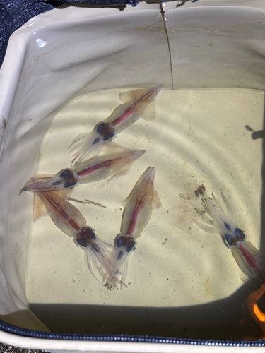 ホタルイカの釣果