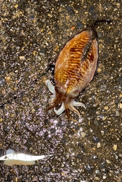 コウイカの釣果