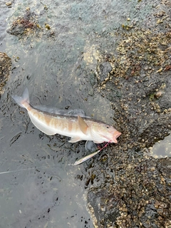 ホッケの釣果
