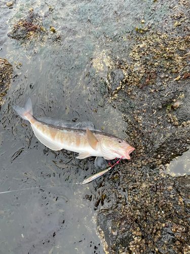 ホッケの釣果