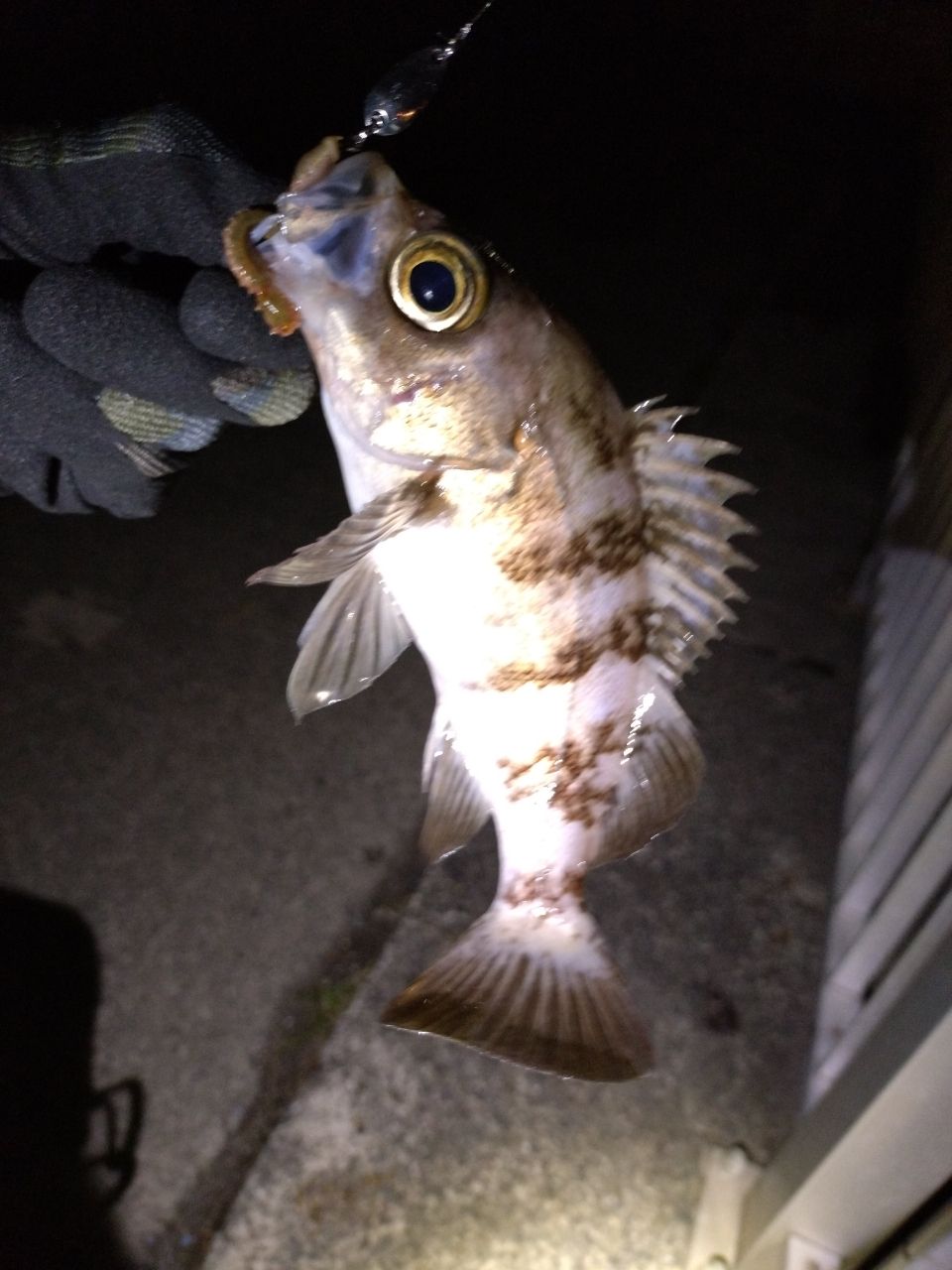 メバル
