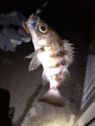 メバルの釣果