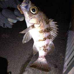 メバル