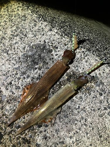 ヤリイカの釣果