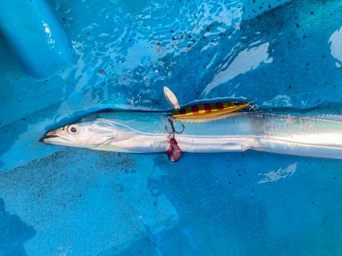 タチウオの釣果