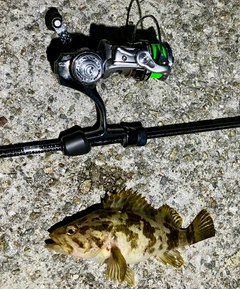 タケノコメバルの釣果