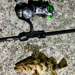 タケノコメバル