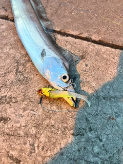 タチウオの釣果