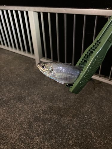 アジ