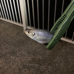 アジ