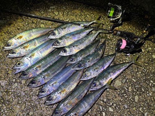 サバの釣果