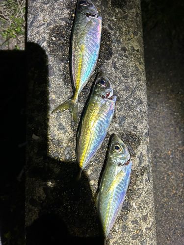 マアジの釣果