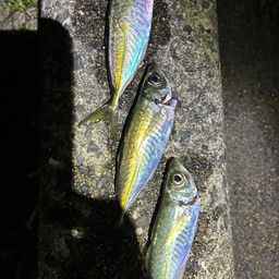 マアジ