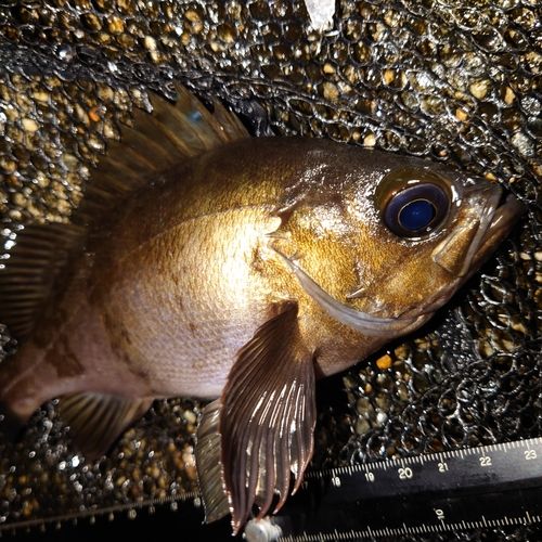 メバルの釣果