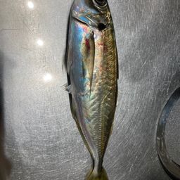 アジ