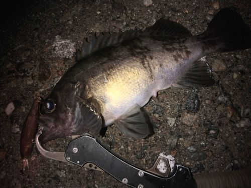 クロメバルの釣果