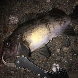 クロメバル
