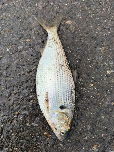 コノシロの釣果