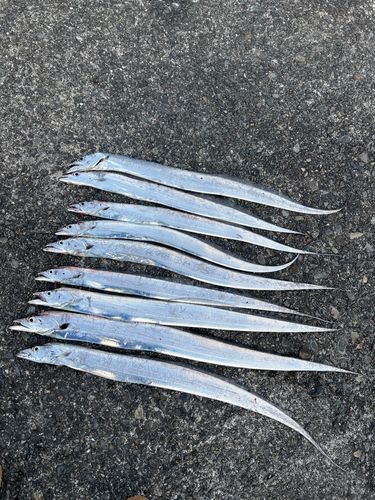 タチウオの釣果