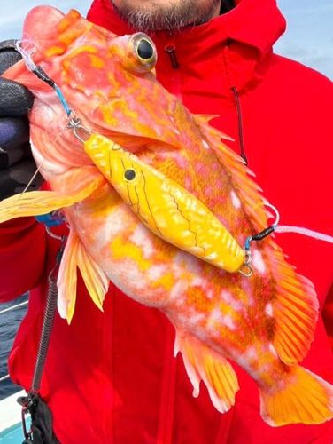 アヤメカサゴの釣果