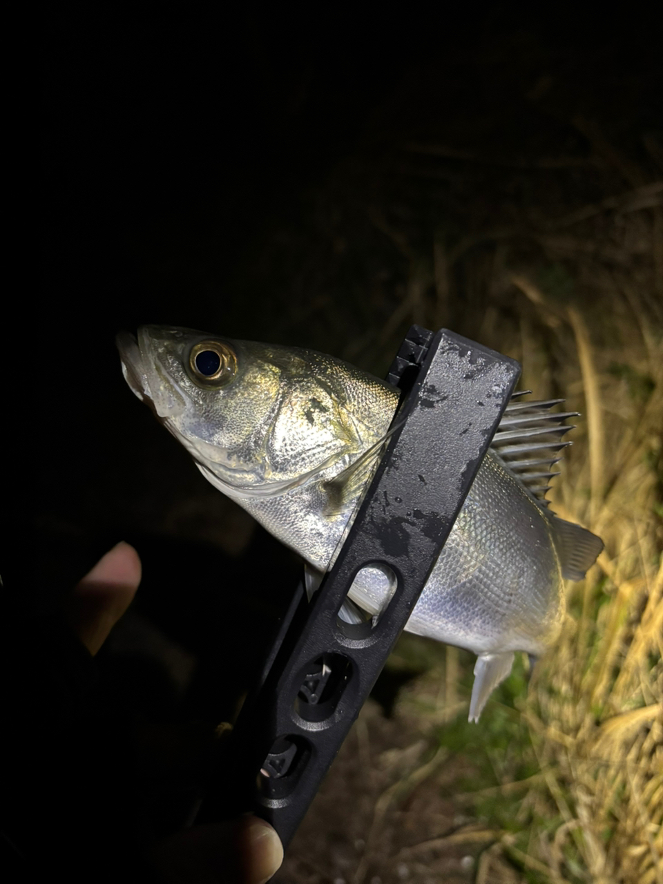 SHIMANO 22ミラベル C2000Sの最安値・インプレ・釣果 | 本音の