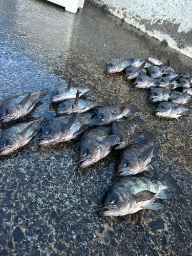 メバルの釣果