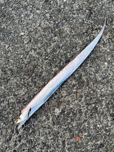 タチウオの釣果