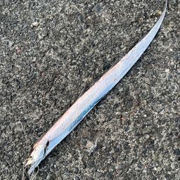 タチウオ