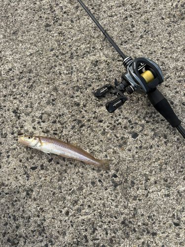 シロギスの釣果