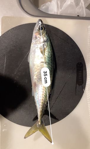 サバの釣果