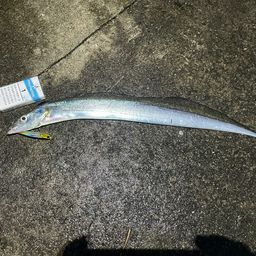 テンジクタチ