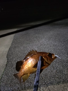 アカメバルの釣果