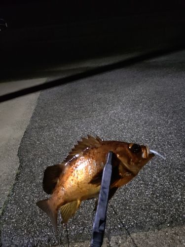 アカメバルの釣果