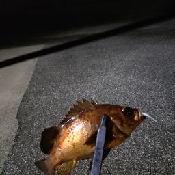 アカメバル