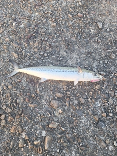 サゴシの釣果