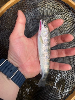 ヤマメの釣果