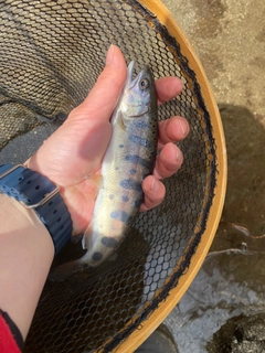 ヤマメの釣果