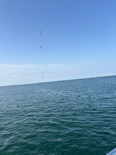 チアユの釣果