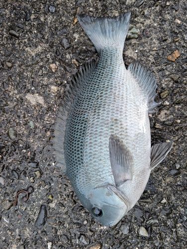 グレの釣果