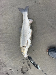 マルタウグイの釣果