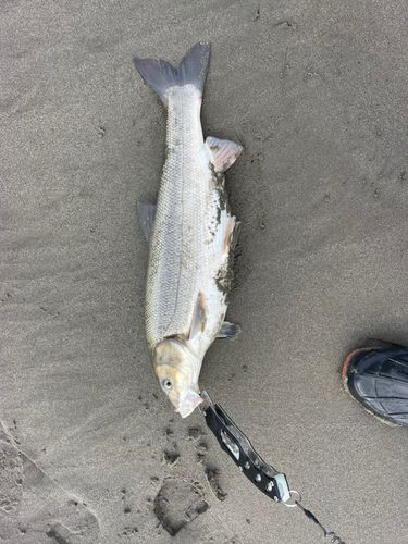 マルタウグイの釣果