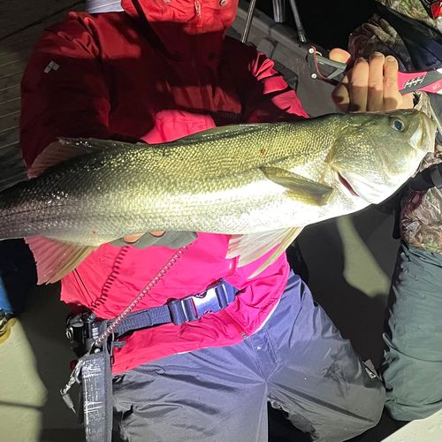 シーバスの釣果