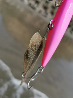 シタビラメの釣果