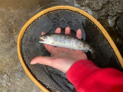 ヤマメの釣果