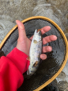 ヤマメの釣果