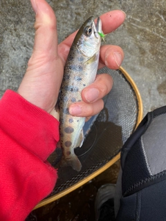 ヤマメの釣果