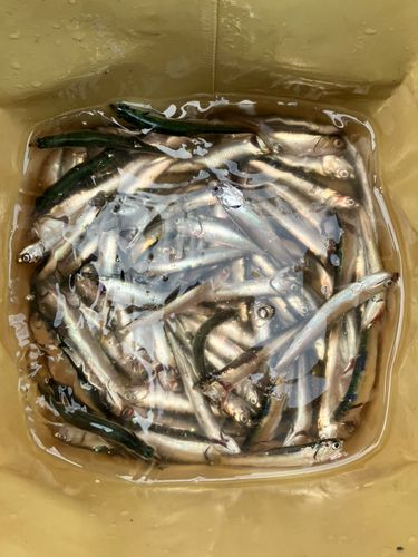 カタクチイワシの釣果