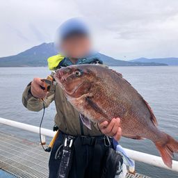 マダイ